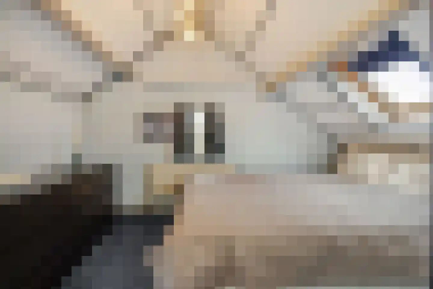 Narcisvallei 2 's-Hertogenbosch thumbnail 21