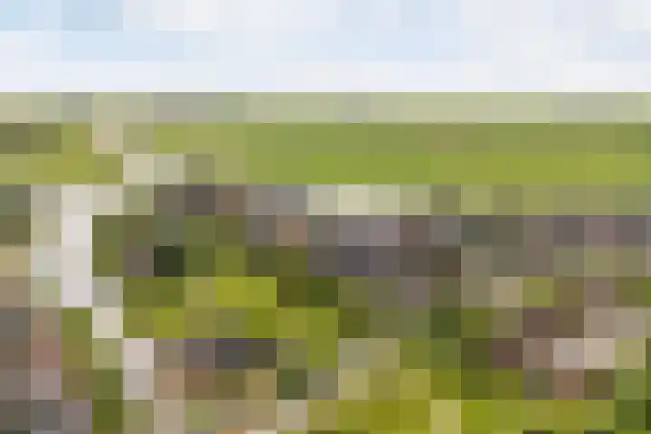 Narderherne 3 Wergea thumbnail 78