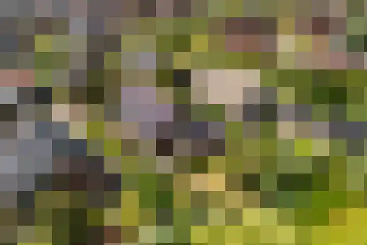 Narderherne 3 Wergea thumbnail 79