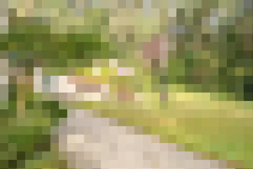 Nardushoek 2 Knegsel thumbnail 53