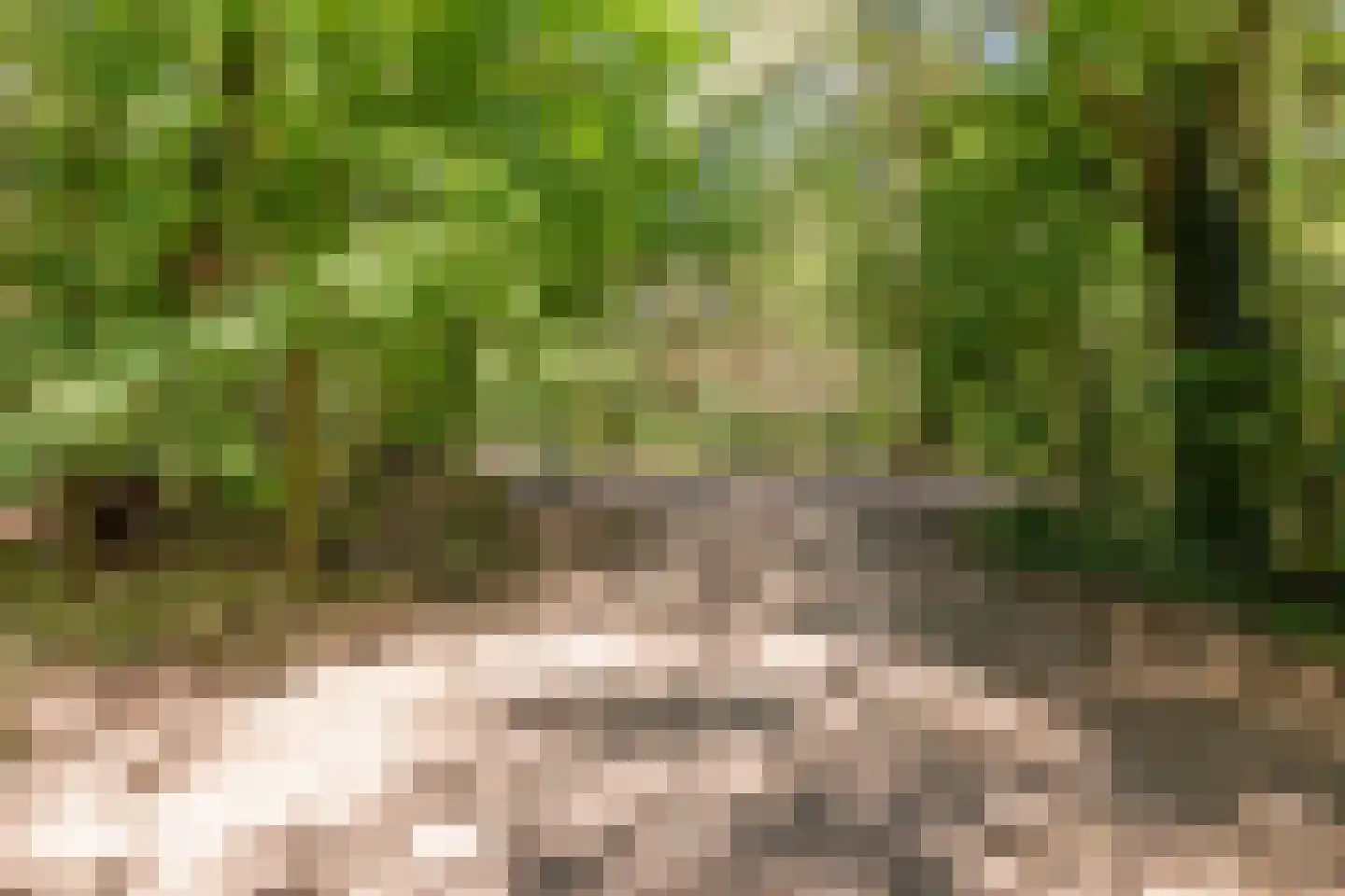 Nardushoek 2 Knegsel thumbnail 69