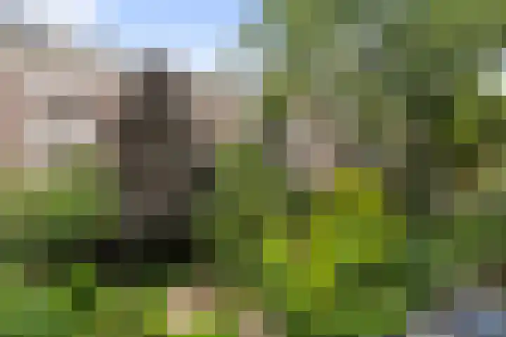Nassaukade 113 2 Amsterdam thumbnail 25