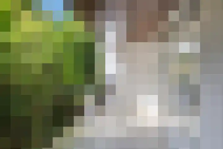 Nassaulaan 16 Baarle-Nassau thumbnail 4