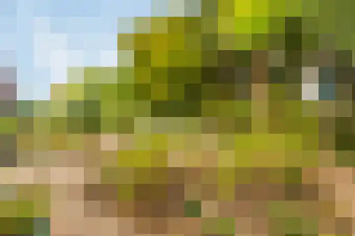 Nassaulaan 16 Baarle-Nassau thumbnail 41