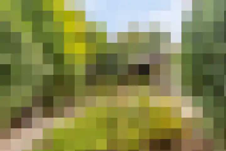 Nassaulaan 16 Baarle-Nassau thumbnail 47