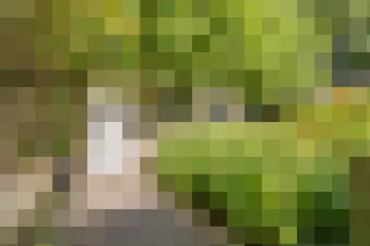 Nassaulaan 68 Rijen thumbnail 25