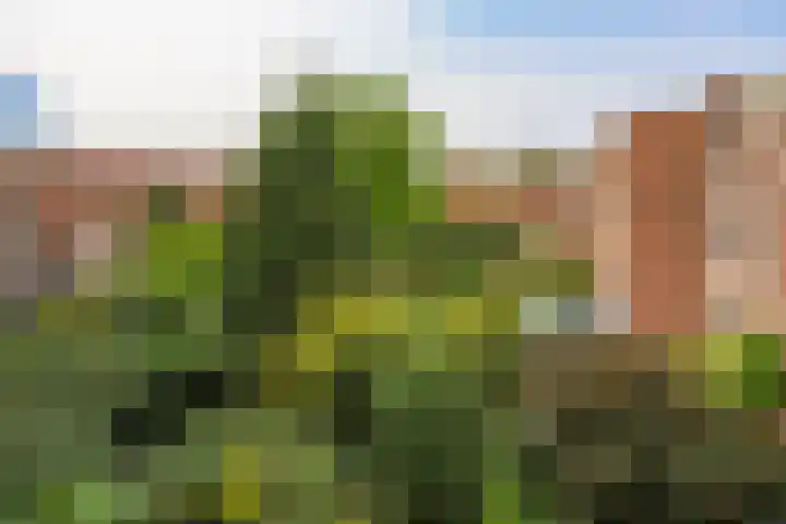 Nassaulaan 77 Haarlem thumbnail 23