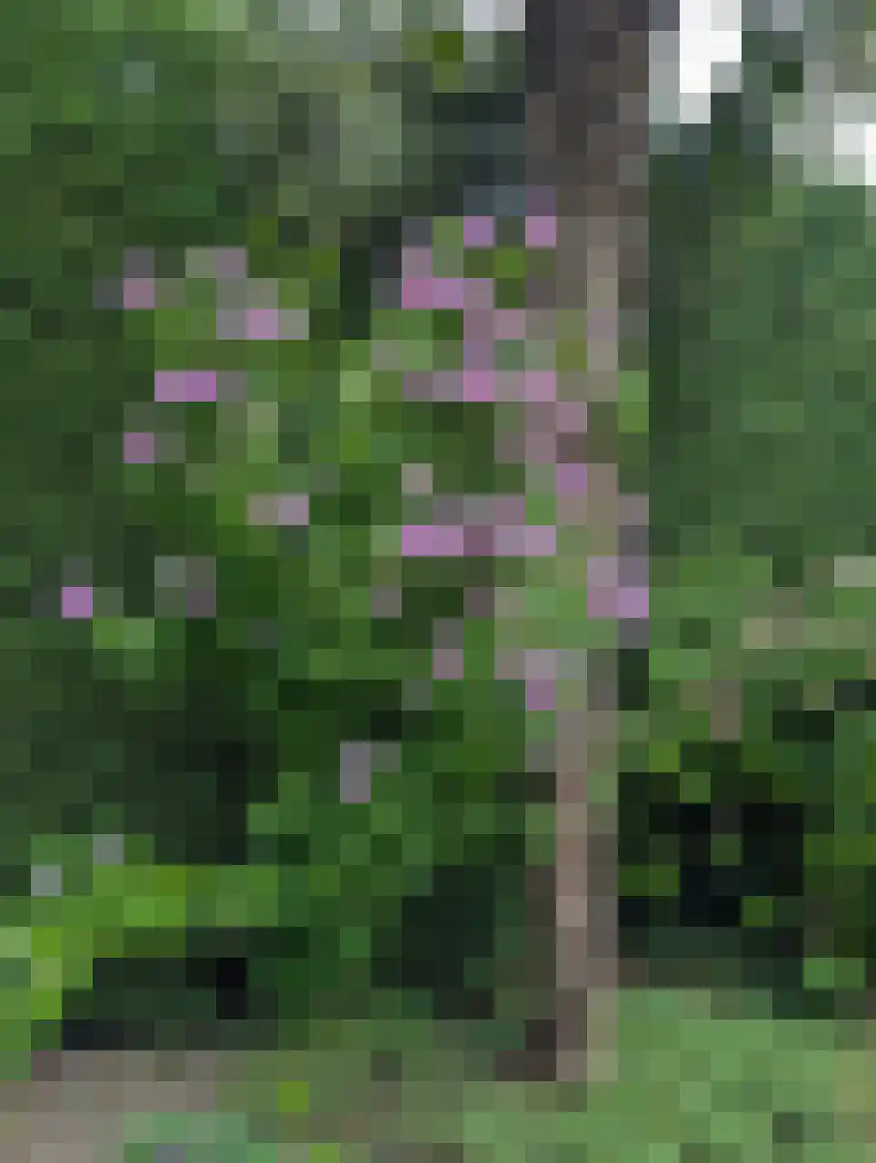 Nassaulaan 9 Steenbergen thumbnail 64