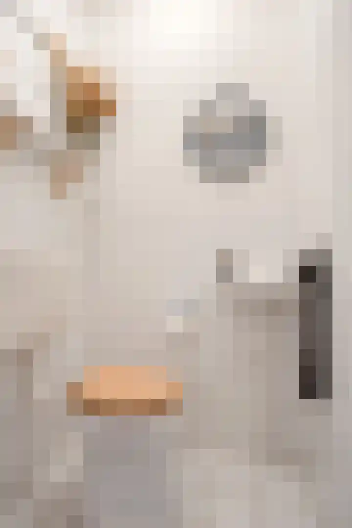 Nassaustate 2 Roermond thumbnail 12