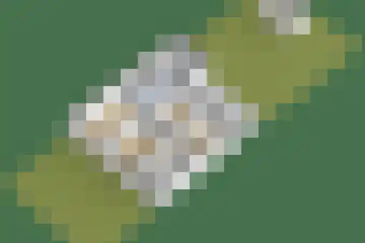 Nassauwyk 12 Kootstertille thumbnail 42