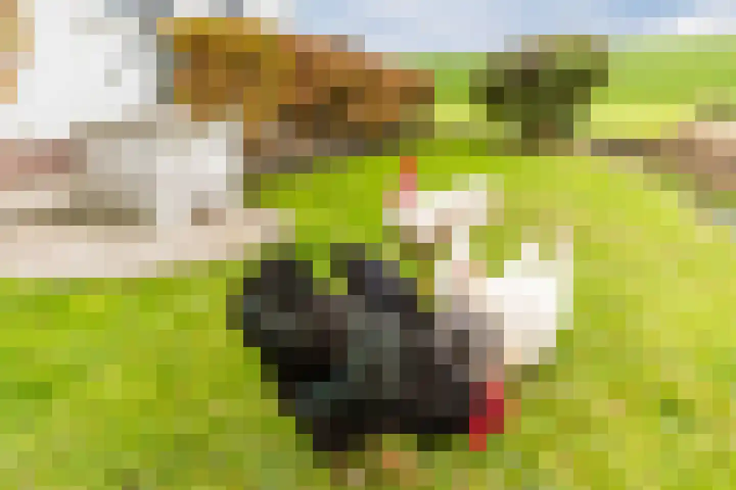 Nauerna 20 Assendelft thumbnail 38