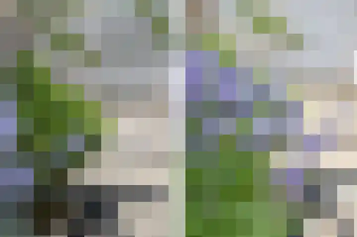 Nauwe Geldelozepad 38 Haarlem thumbnail 36