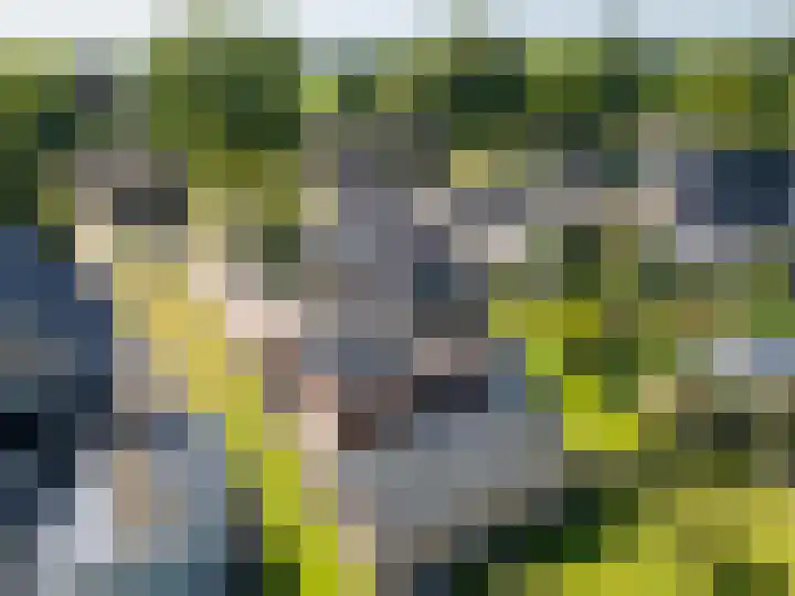 Naweg 15 Eext thumbnail 45