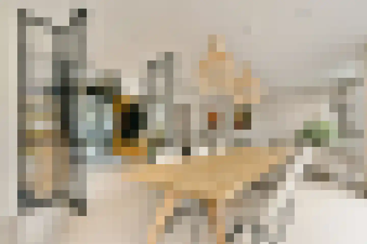 Nederhoven 29 Amsterdam thumbnail 6