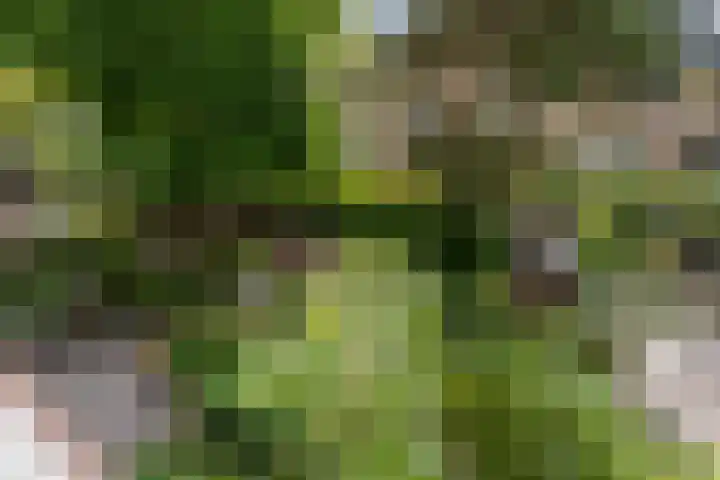 Nederhoven 31 Amsterdam thumbnail 26