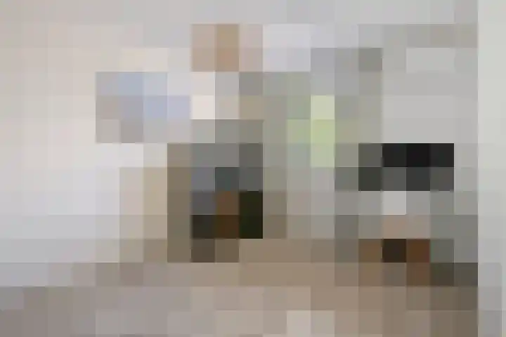 Nederkwartier 39 's-Hertogenbosch thumbnail 21