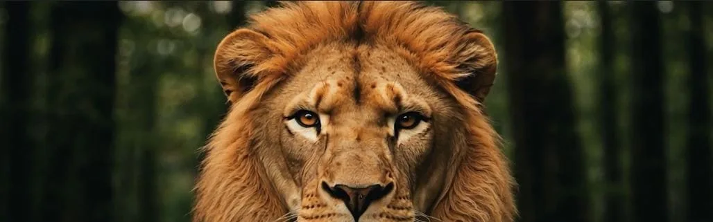 Team photo of NederMakelaar