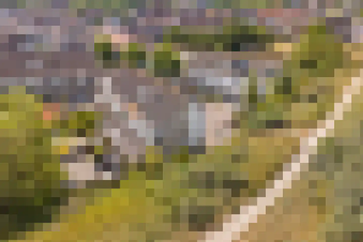 Neeltje Snijdershof 26 Wijk aan Zee thumbnail 64