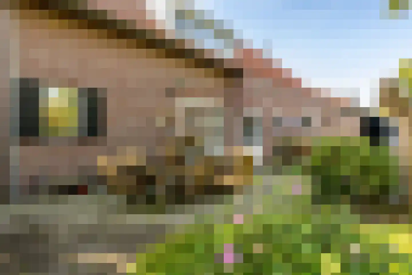 Neereindseweg 13 Oost West en Middelbeers thumbnail 39