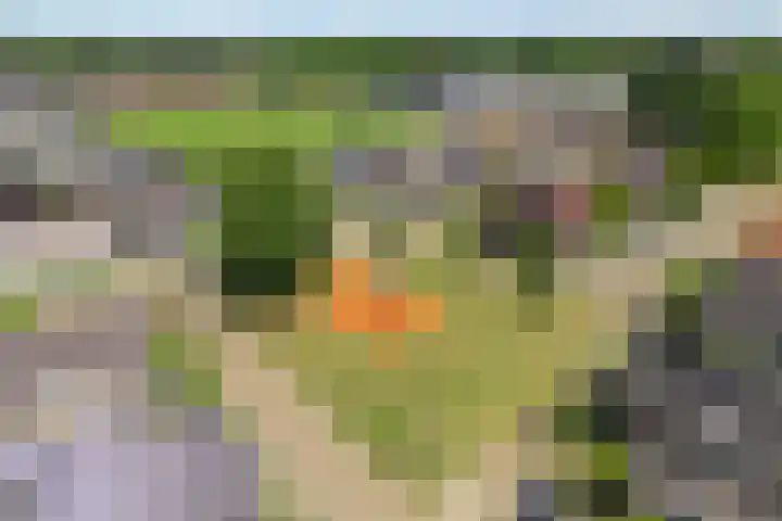 Neerkanne 3 Almelo thumbnail 25