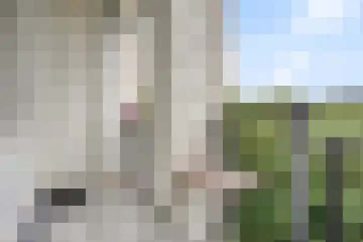 Neerstraat 179 's-Hertogenbosch thumbnail 12
