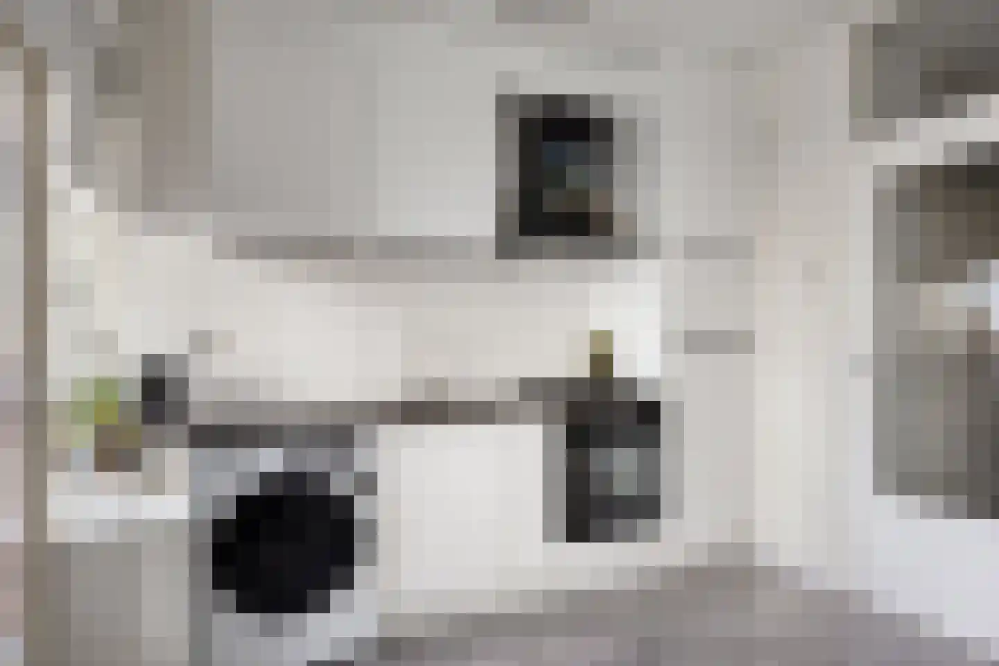 Neerstraat 261 's-Hertogenbosch thumbnail 8