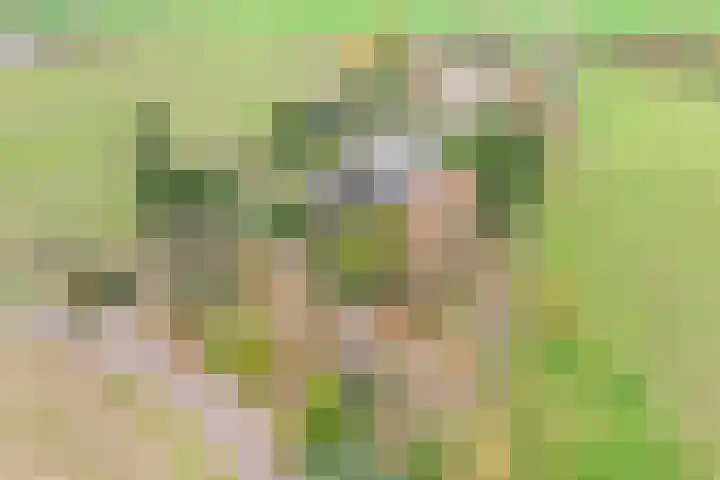 Neerveldseweg 1 A Netterden thumbnail 4