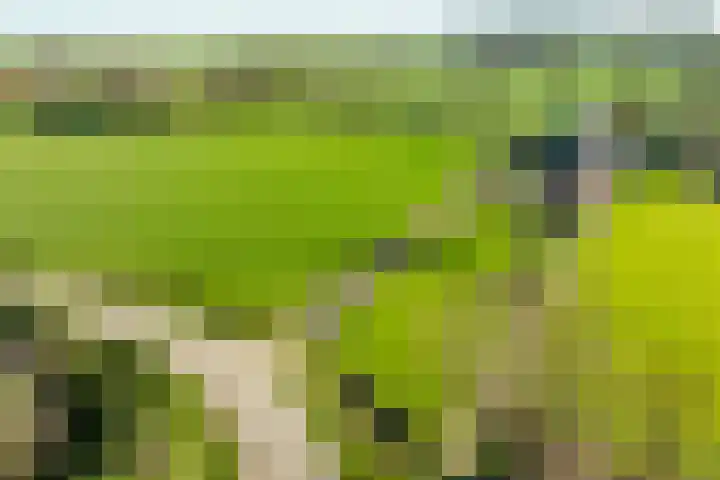 Neerveldseweg 2 Netterden thumbnail 7