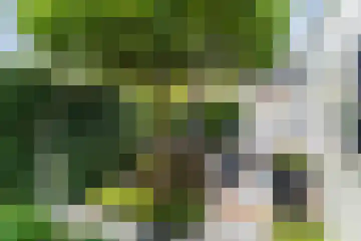 Neerwal 20 Helmond thumbnail 57