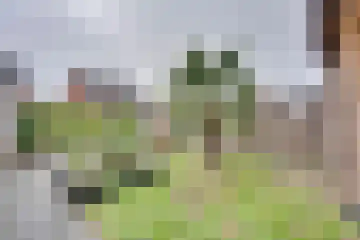 Negen Gemeten 13 Goes thumbnail 26