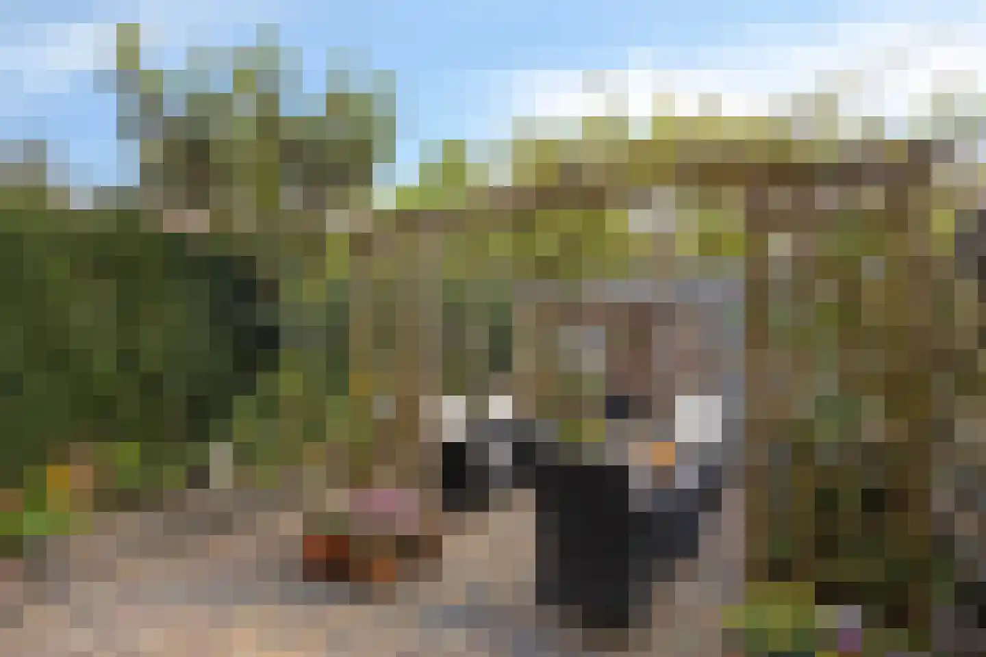 Negende Reit 42 's-Hertogenbosch thumbnail 27