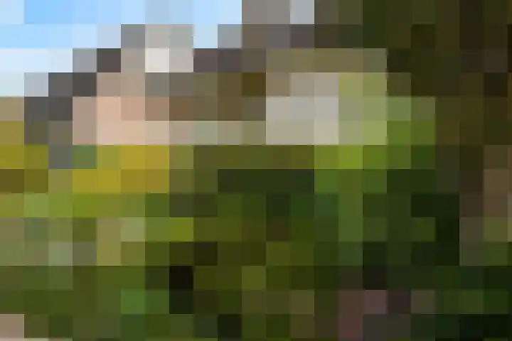 Neptunus 29 Twello thumbnail 6