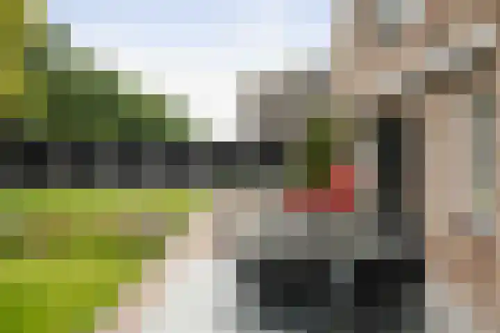 Neptunus 31 Twello thumbnail 46