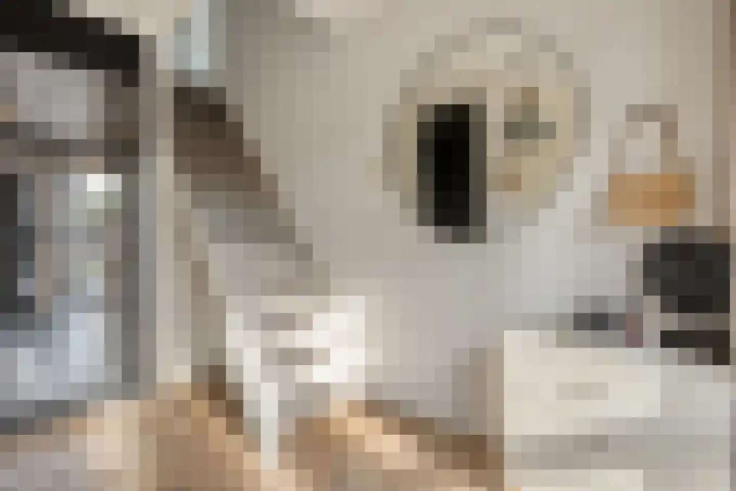 Neptunusstraat 9 Hardenberg thumbnail 6
