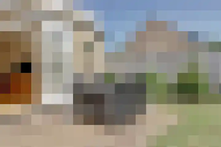 Nereusburg 82 Nieuwegein thumbnail 13