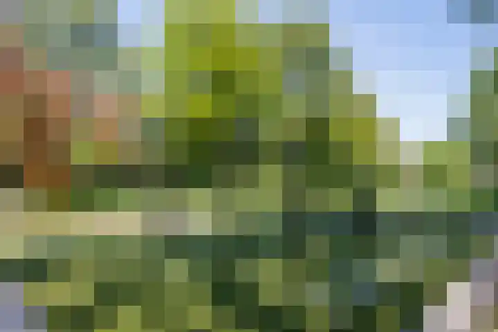 Nertseweide 2 Veghel thumbnail 56