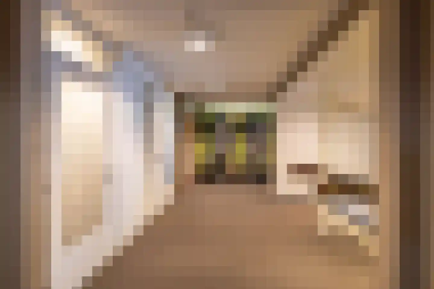 Nesciolaan 20 Haren Gn thumbnail 21