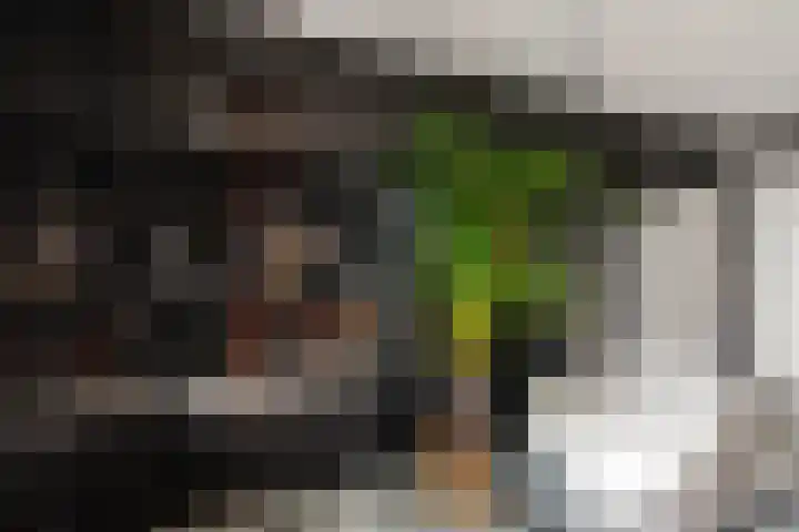 Nesse 11 Boskoop thumbnail 22