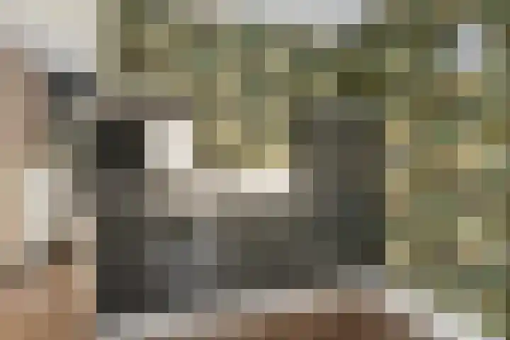 Nesse 11 Boskoop thumbnail 35