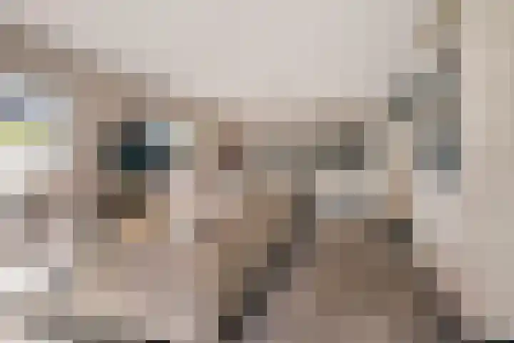 Nesse 11 Boskoop thumbnail 7
