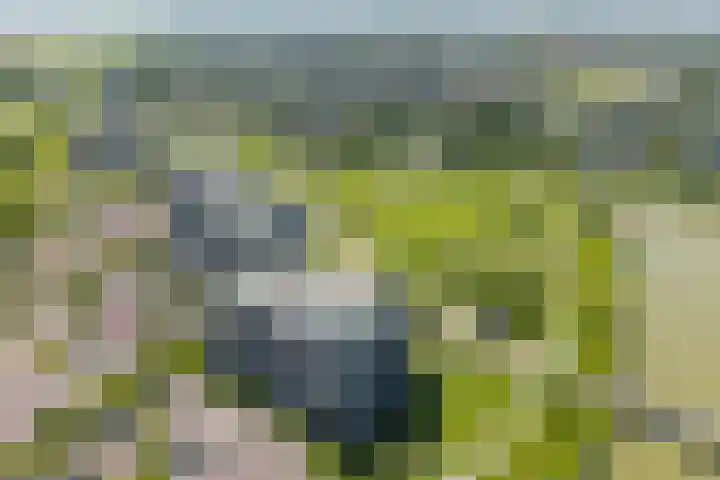 Nesserpark 7 Schagen thumbnail 29