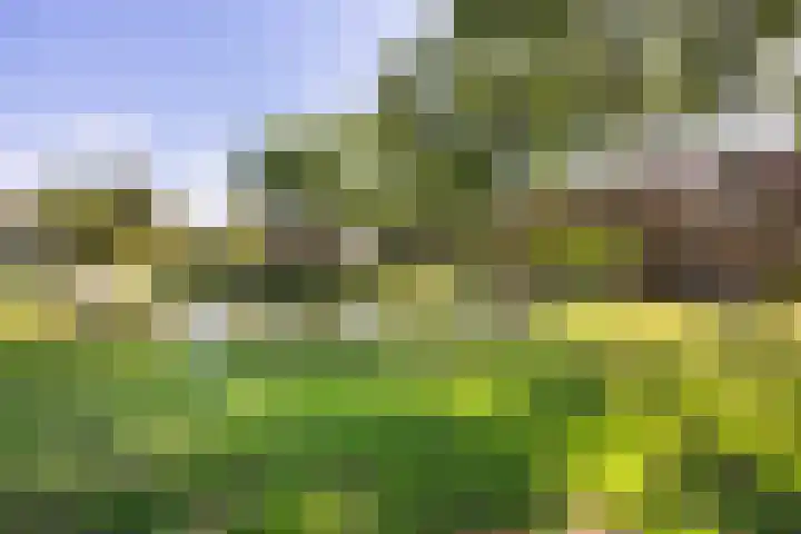 Nettenknoper 33 Beuningen Gld thumbnail 39
