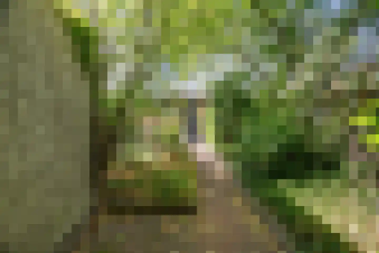 Neushoornstraat 7 Nijmegen thumbnail 7
