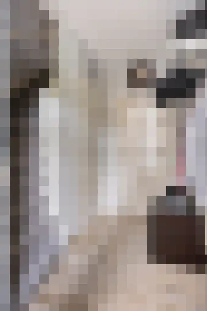 Nevenakker 14 Oirschot thumbnail 9