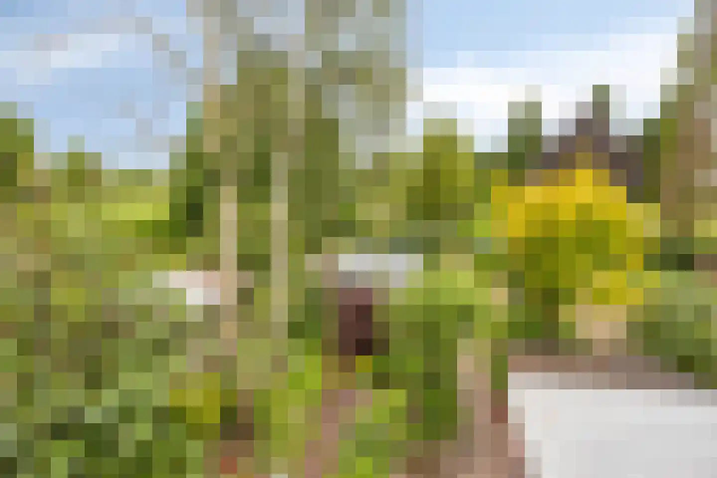 Nichtenhofstraat 33 Nieuwaal thumbnail 37