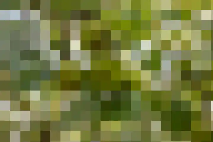 Nico Bergsteijnweg 123 Woudenberg thumbnail 33