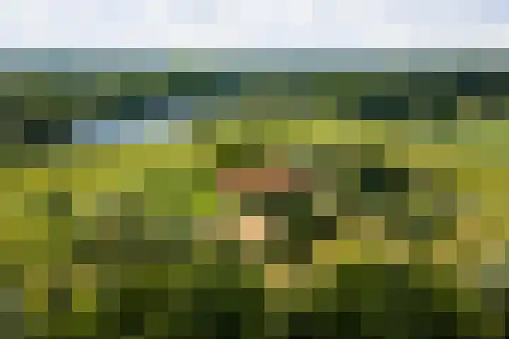 Nico Bolkesteinlaan 20 Deventer thumbnail 41