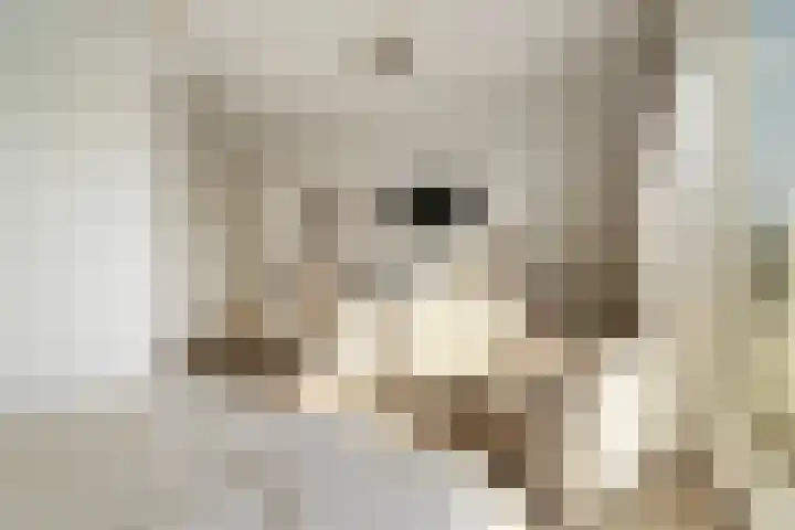 Nico Jessekade 113 Amsterdam thumbnail 38