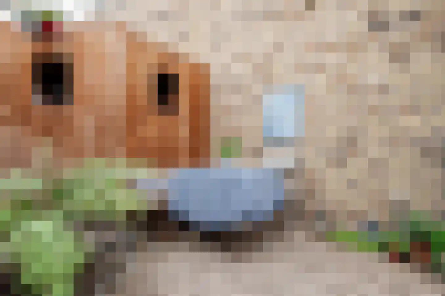 Nico Scheepmakerpad 6 Culemborg thumbnail 33