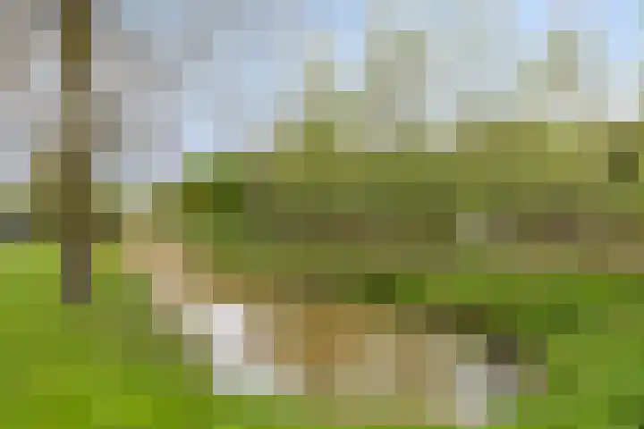 Nicoline Swijgmanstraat 69 Breda thumbnail 30